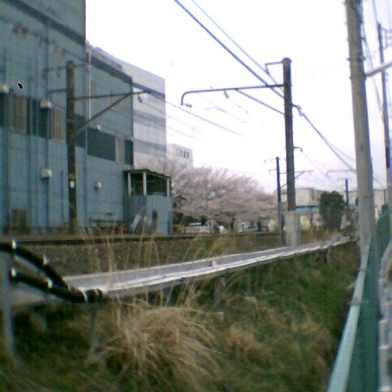 桜並木の線路で電車通過待ち