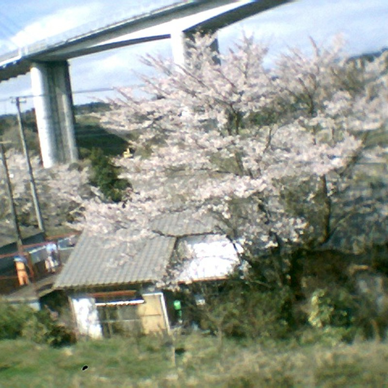 御殿場線から桜を眺める