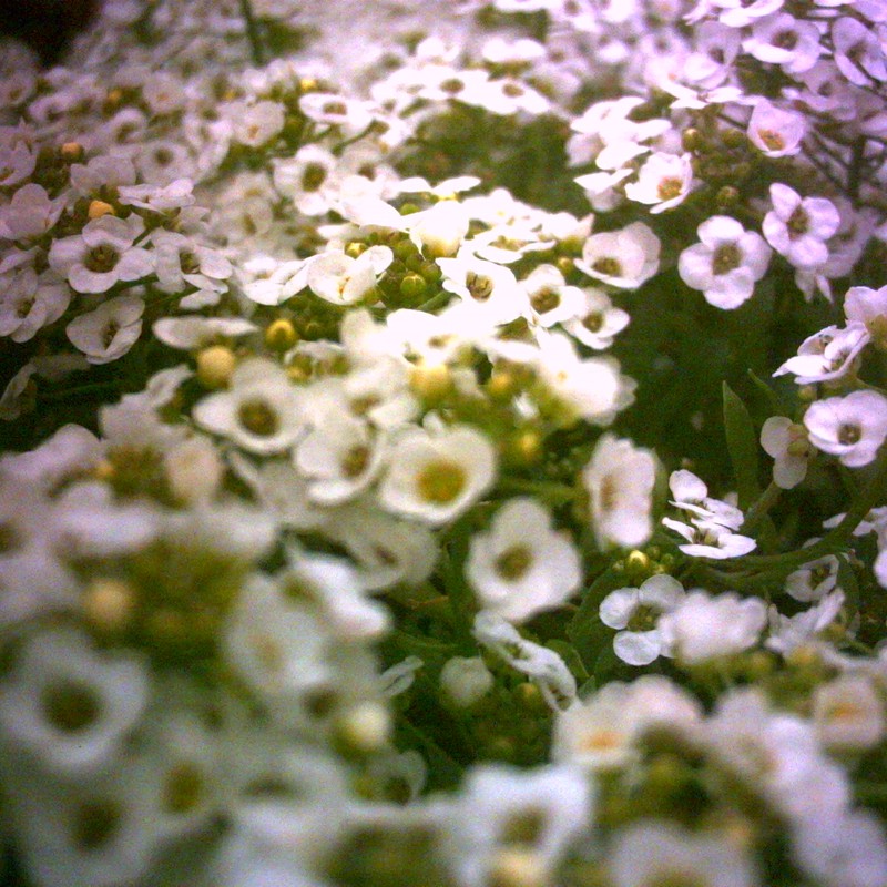 白い花の絨毯
