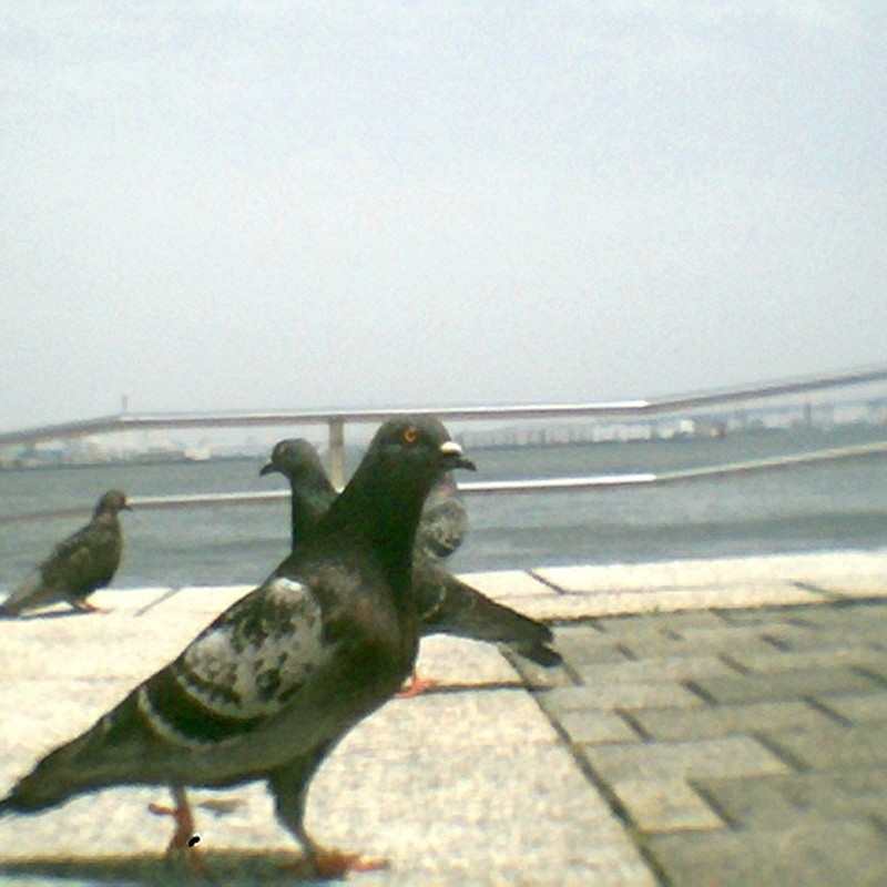 臨港パークの鳩たち