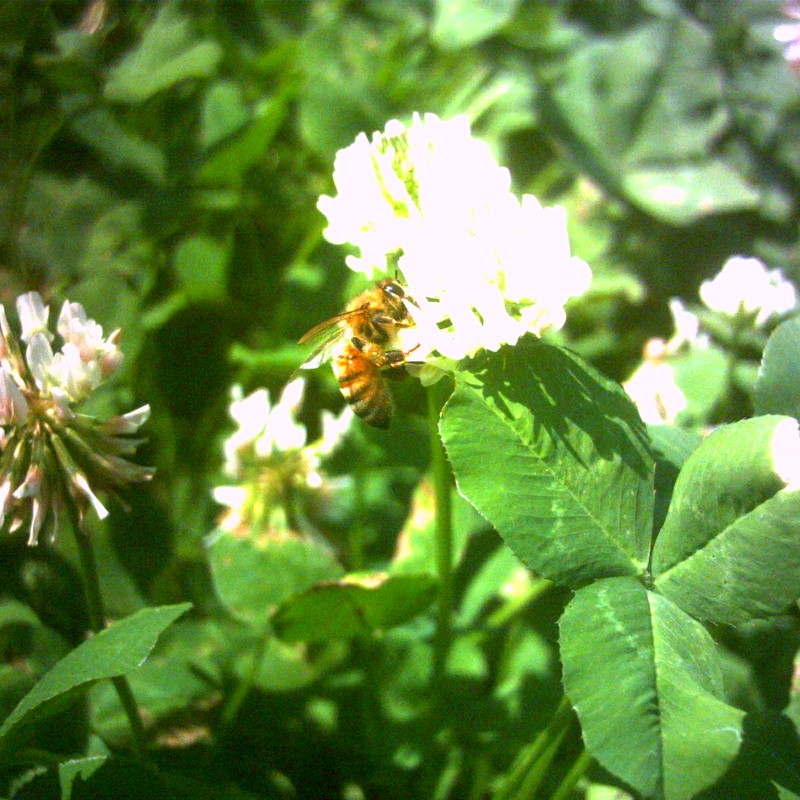 シロツメクサにミツバチ～デジハリバージョン～