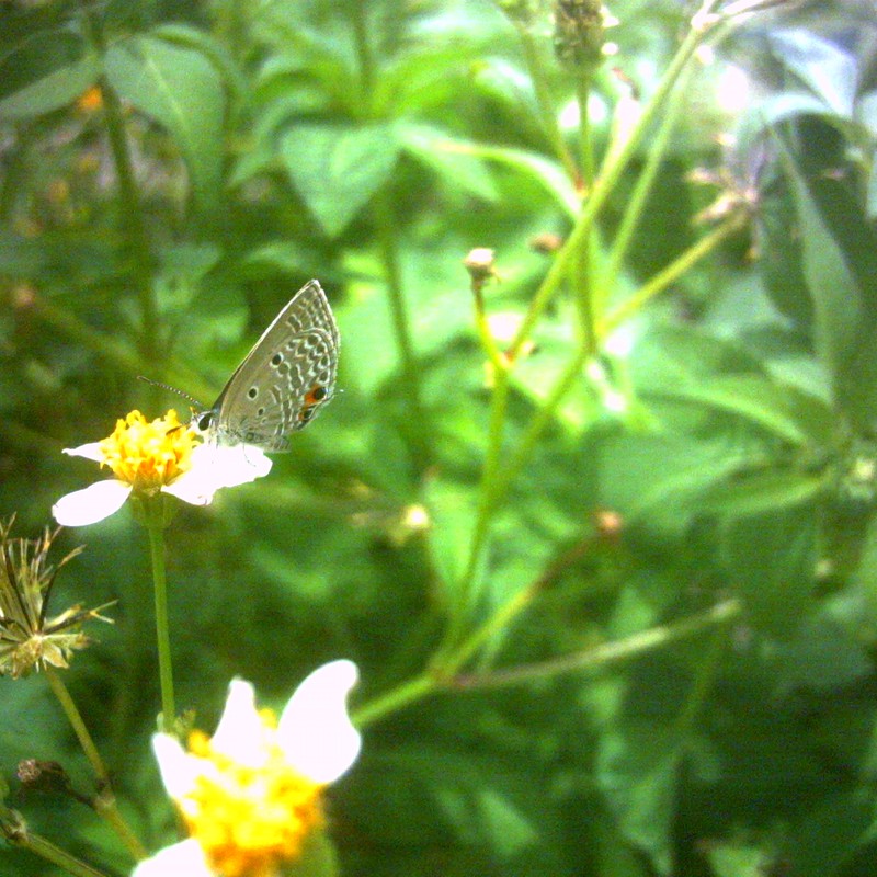 セイタカアワダチソウに留まる蝶々