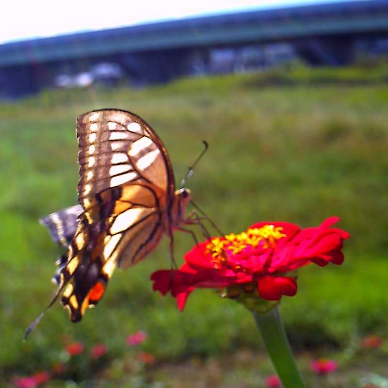 蝶と花～バス待ちの合い間に～