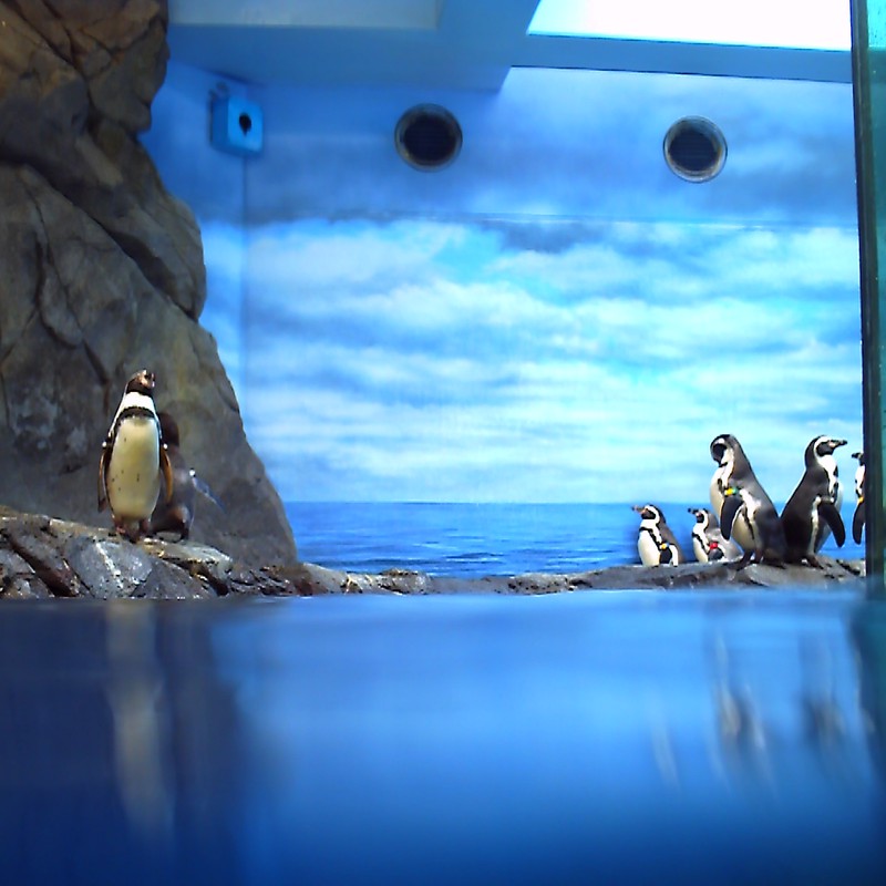新江ノ島水族館～ペンギン～