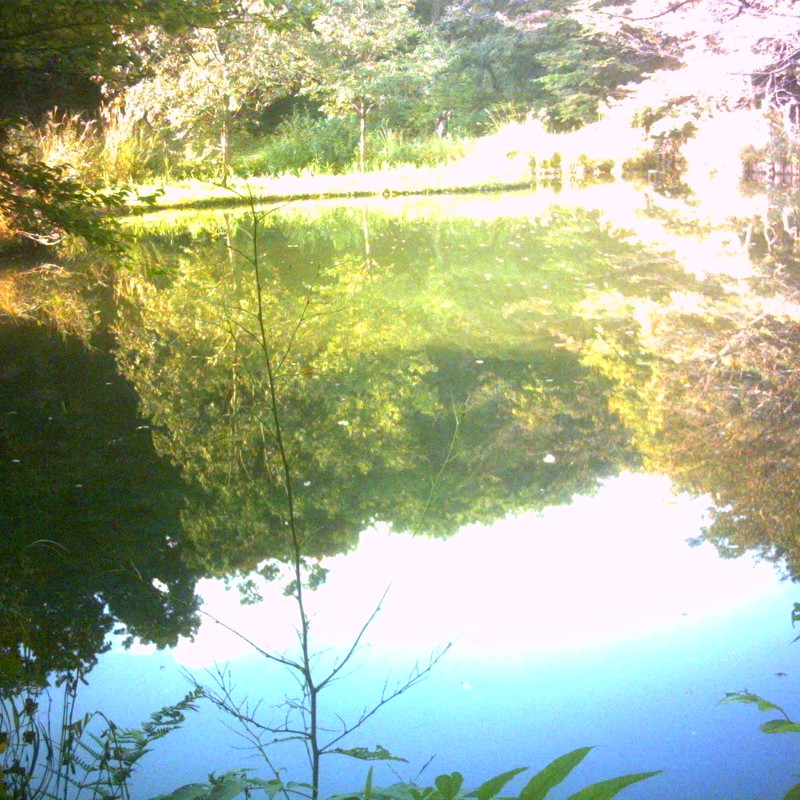 都会に武蔵野の森～池と空と森～