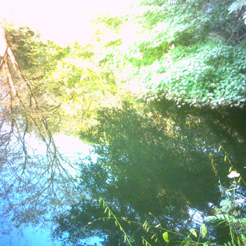 都会に武蔵野の森～池と空と森～