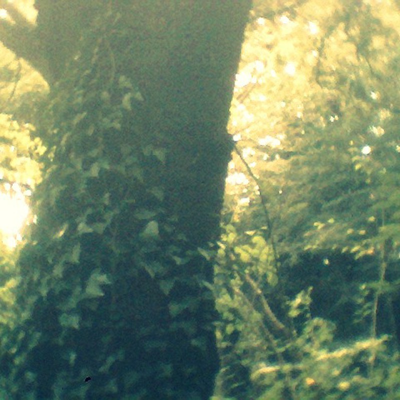 都会に武蔵野の森～樹にからまる蔦～