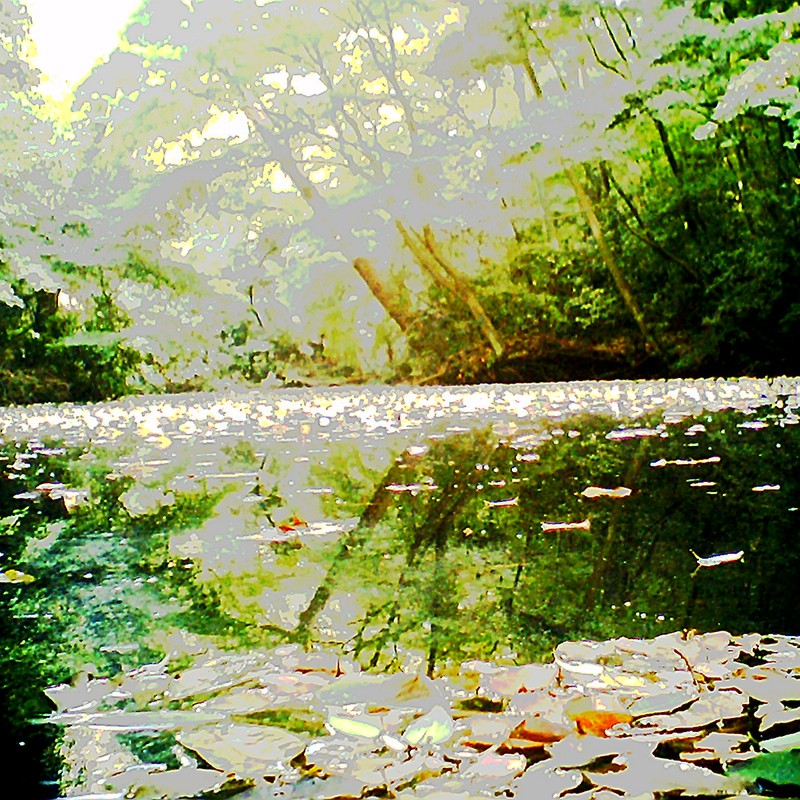 都会に武蔵野の森～池と森と落ち葉～