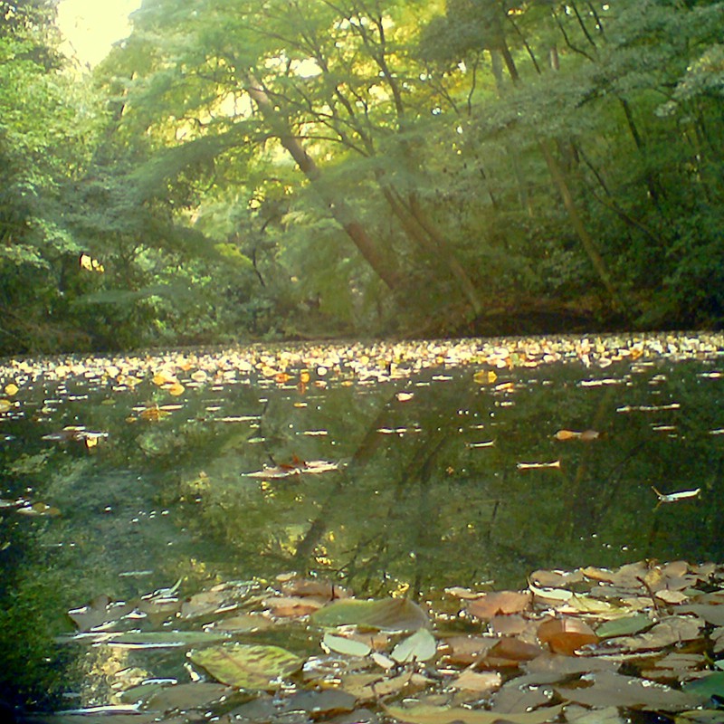 都会に武蔵野の森～池と森と落ち葉～