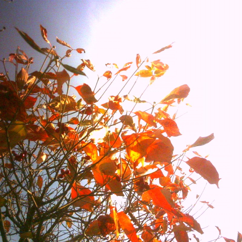 お散歩カメラ☆秋空と木と
