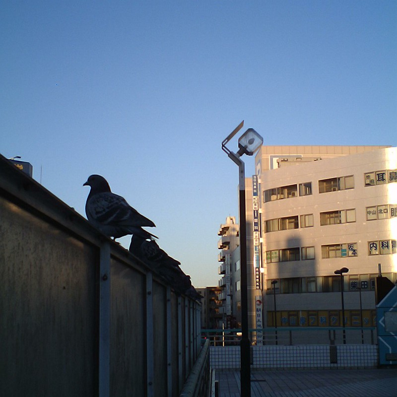 いつもの駅で、鳩はとハト