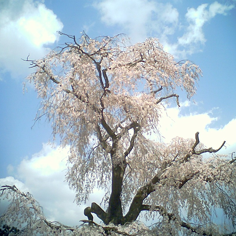 空に立つ桜
