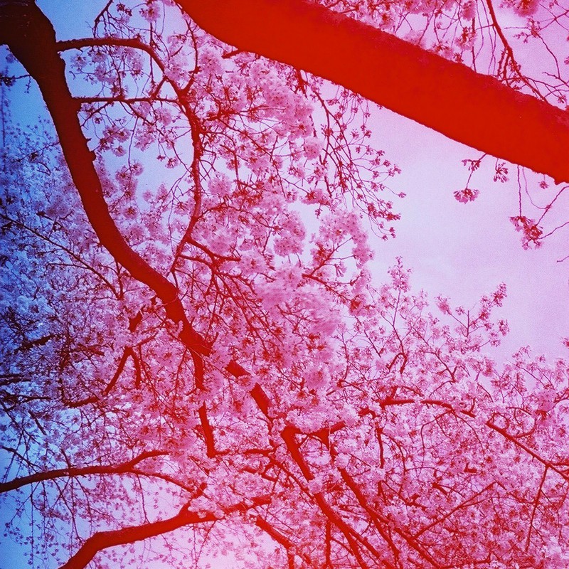 赤い幻想と、桜と、空と、