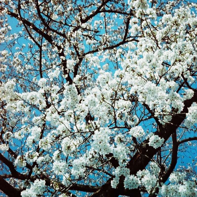 青空×桜×枝