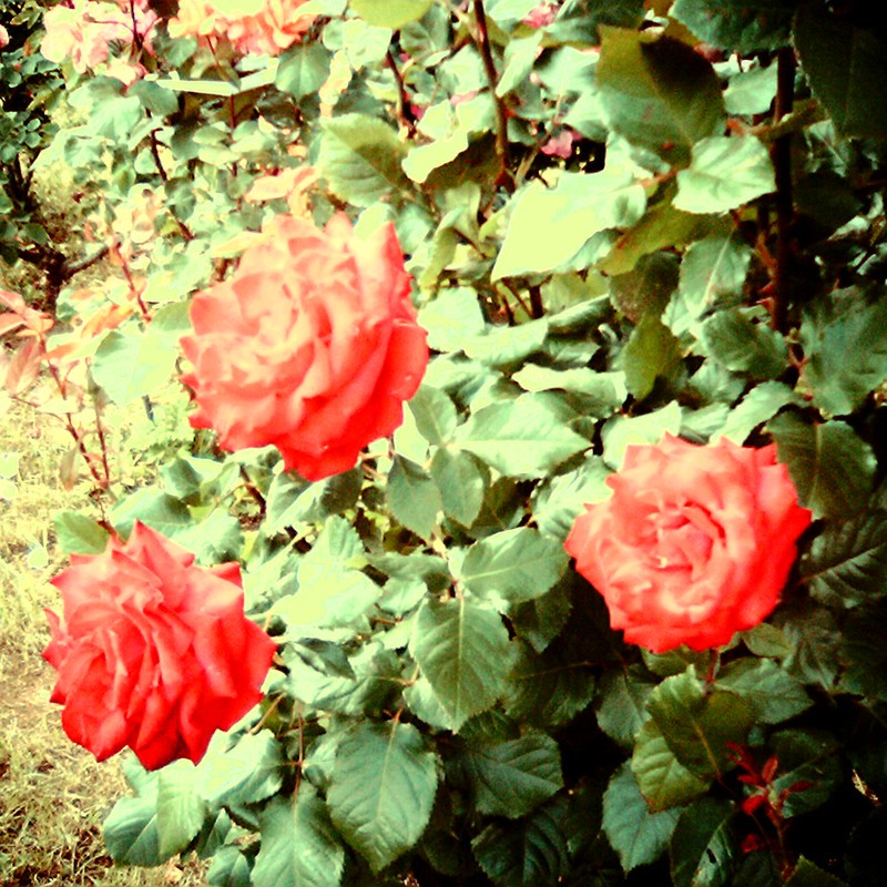 情熱の真っ赤な薔薇を