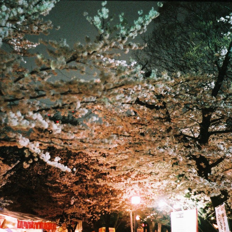 夜桜撮影!