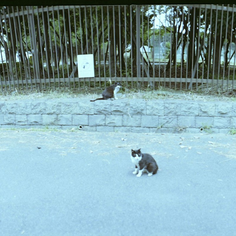 公園猫３