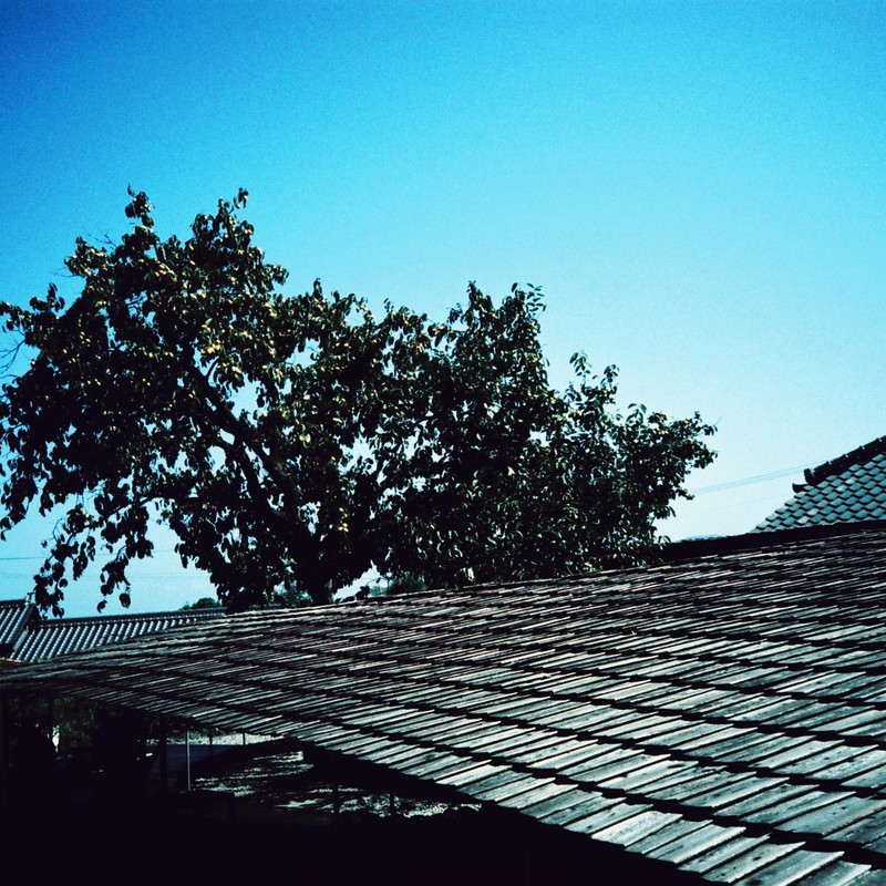 屋根の上のナントカ弾きは、今回オヤスミです。