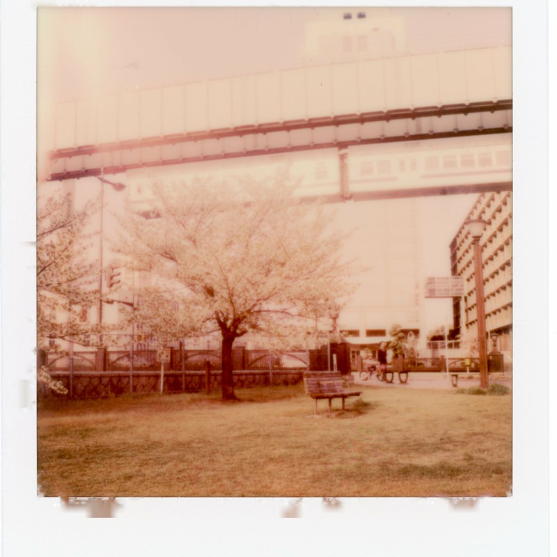 モノレール×桜×ベンチ