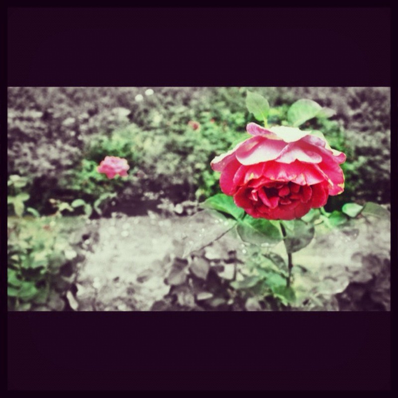 静寂さの中にバラ色を。