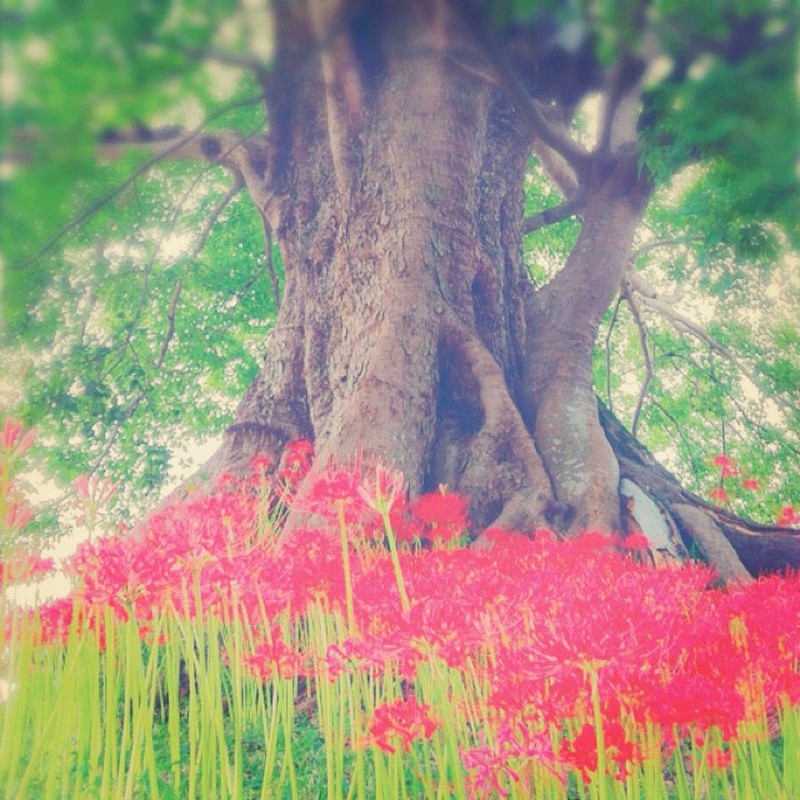 なつのおわりを告げる赤