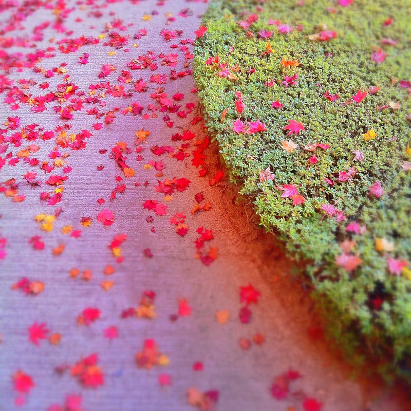 落葉コントラスト