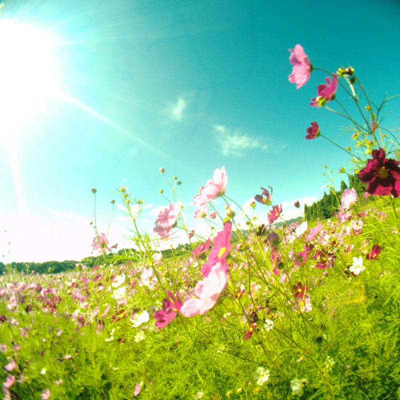 陽 ノ ヒカリ ニ ミチビカレ