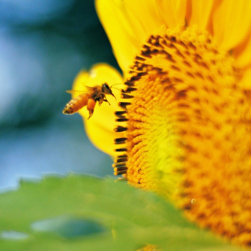 ミツバチと向日葵