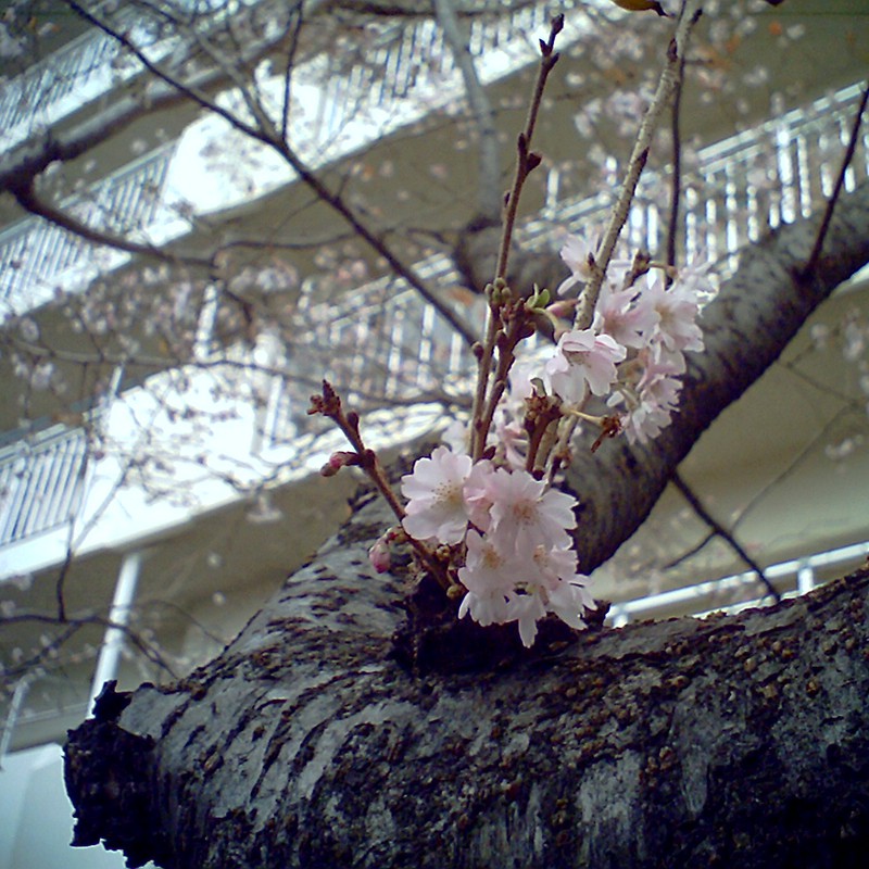冬なのに桜