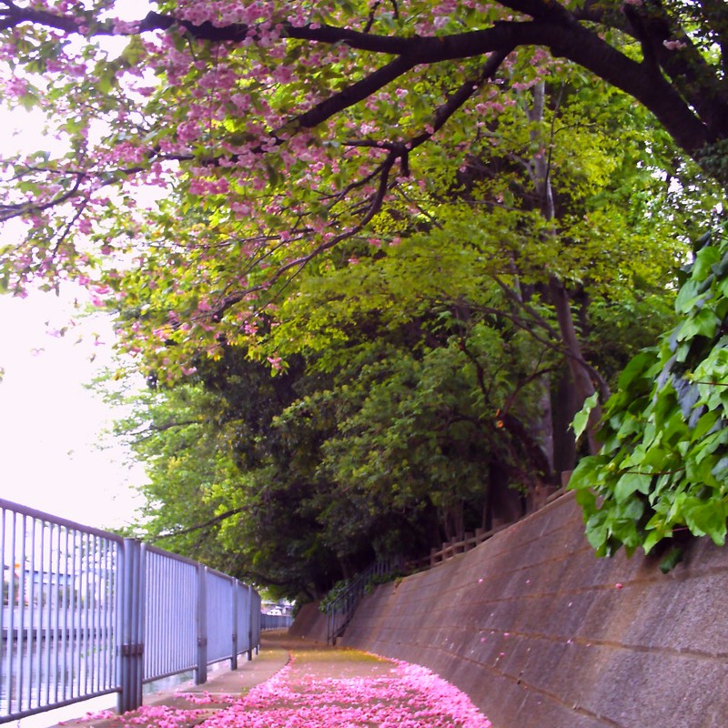 八重桜　～遊歩道～