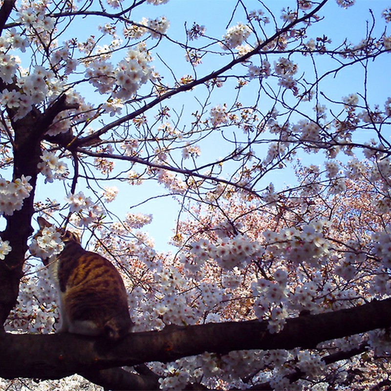 おすわり猫桜