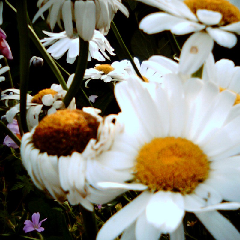 小さい紫・ジャイアント白