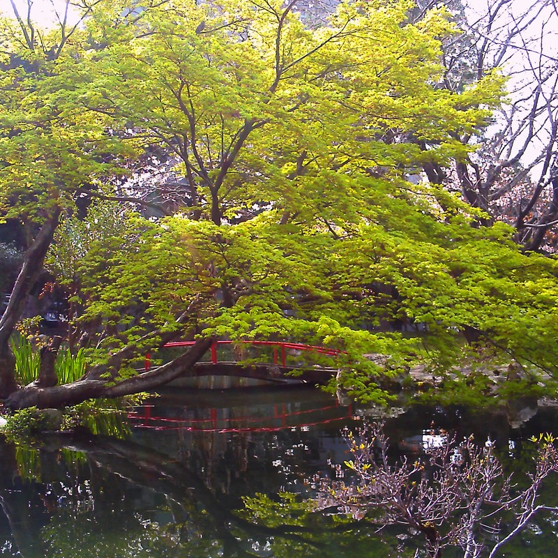 プチ日本庭園