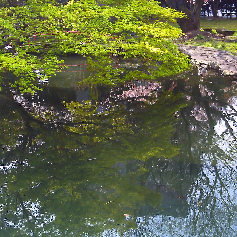 水面桜