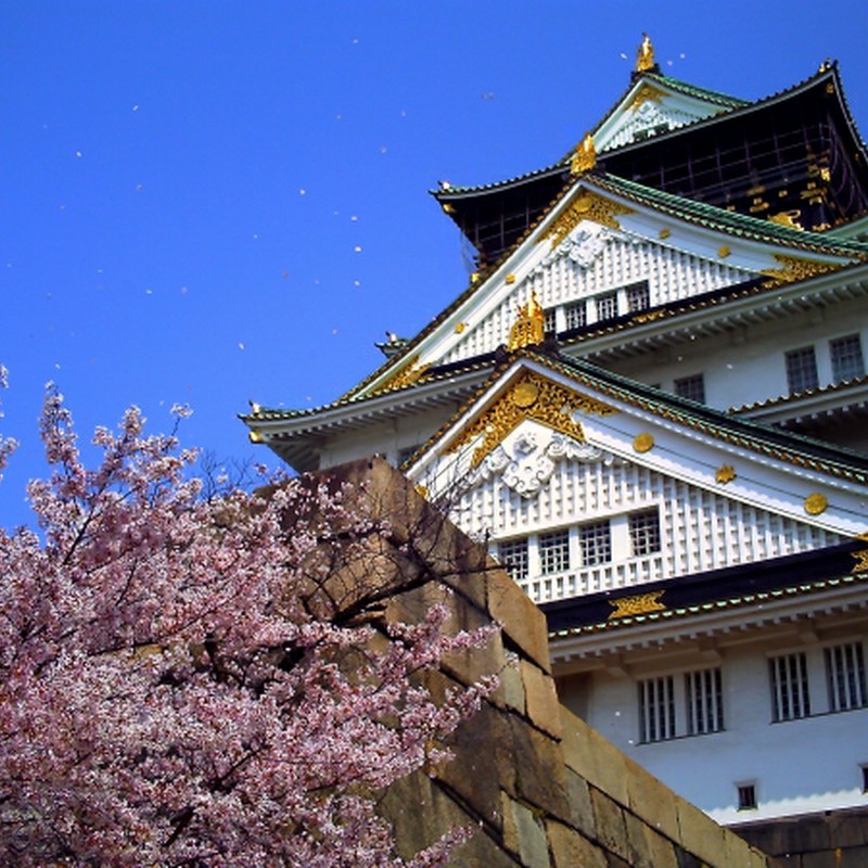 桜吹雪と大阪城