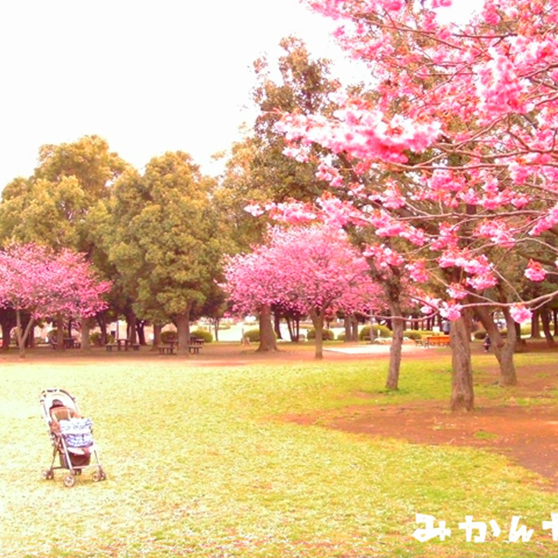 乳母車と桜