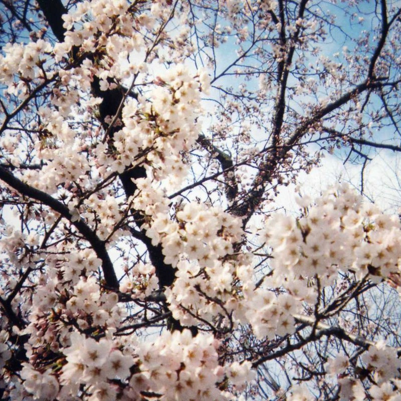 桜ふわり