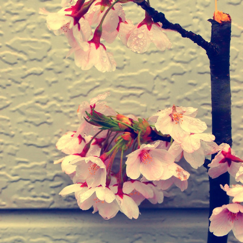 折れ桜