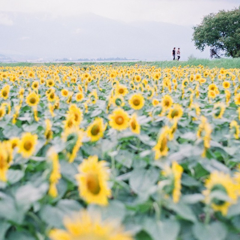 湖畔のひまわり