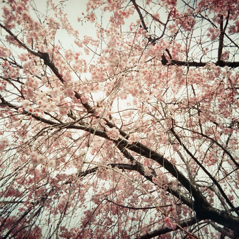 見上げれば・・・