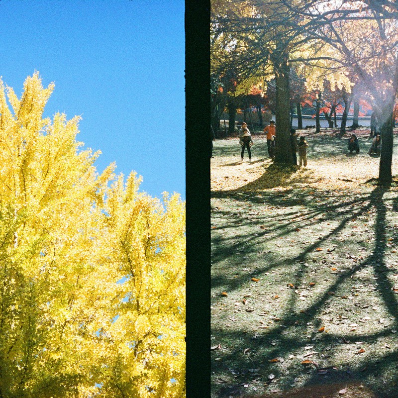 空の金色、地上の金色