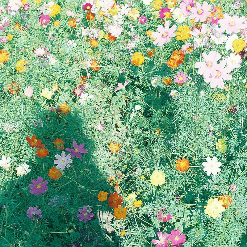 コスモスじゅうたん