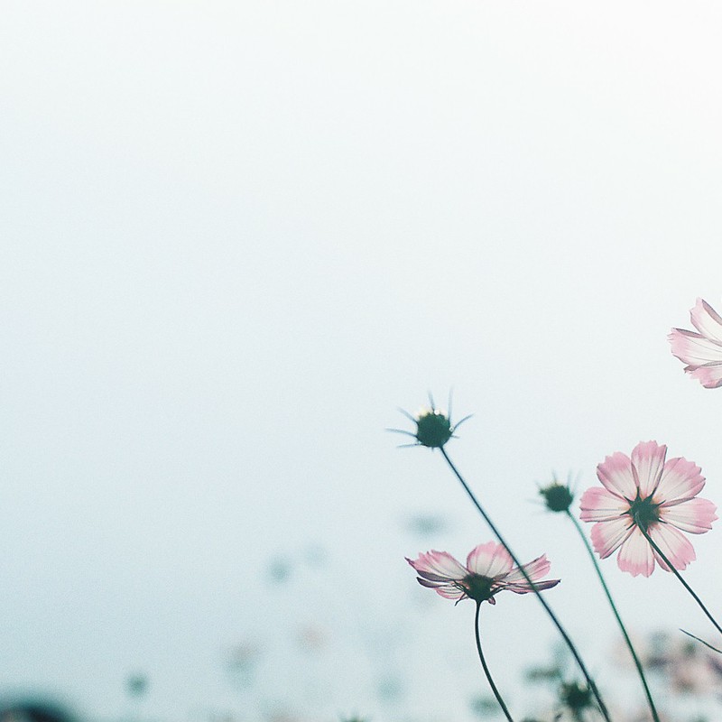 秋晴れコスモス