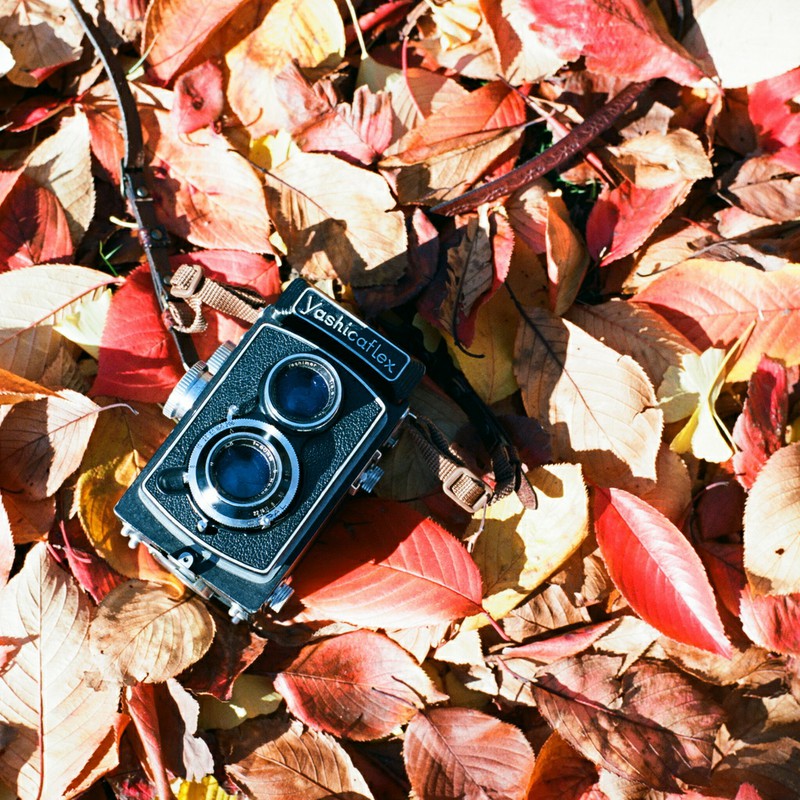 秋色じゅうたん