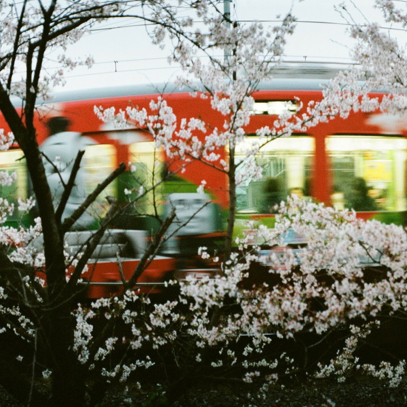 トーマスと桜