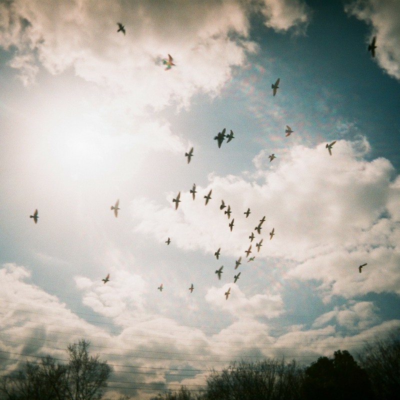 旋回する鳩の群れ