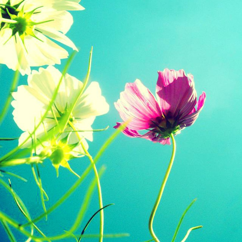 コスモスと空