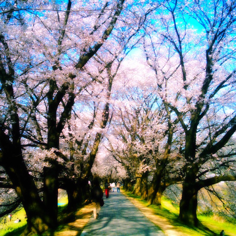 サクラトンネル