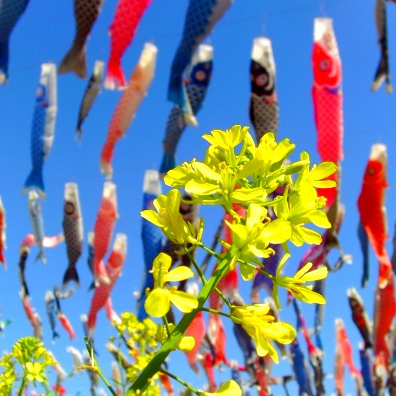 なのはなとこいのぼり