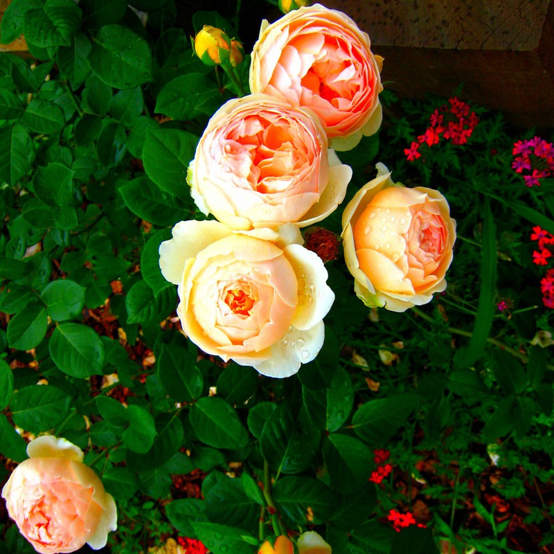 雨上がりのバラ